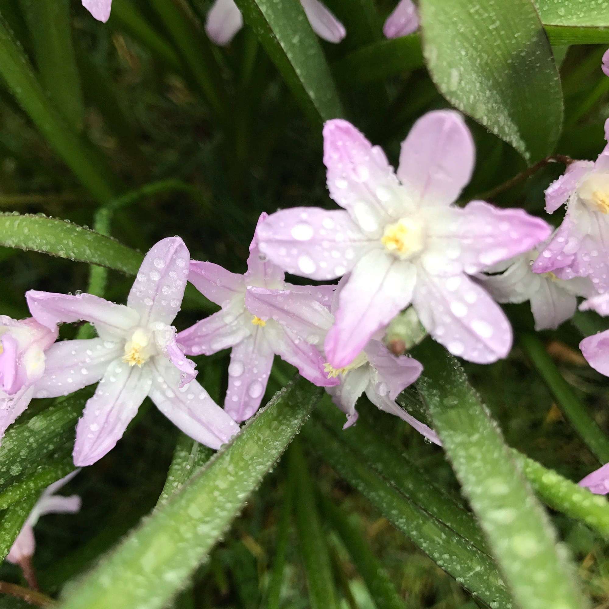 Ipheion (Frühlingsstern) 'Tessa'